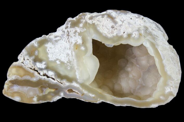 Agatized Fossil Coral Geode - Florida #82994